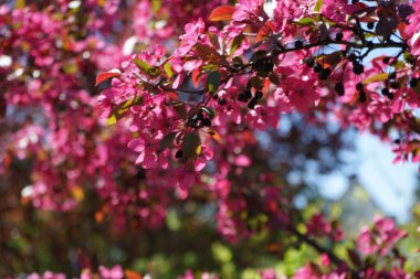 Malus 'Eleyi' mayıs ayında bahçede çiçek açar. Meyve bahçesi elması, yaban elması ve yaban elması, gülgiller (Rosaceae) familyasından bir ağaç türü. Berlin, Almanya.