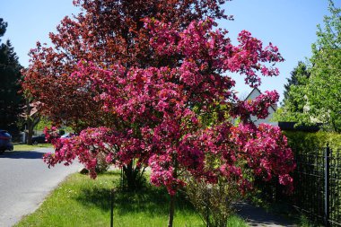 Malus 'Eleyi' mayıs ayında bahçede çiçek açar. Meyve bahçesi elması, yaban elması ve yaban elması, gülgiller (Rosaceae) familyasından bir ağaç türü. Berlin, Almanya.