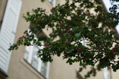 Crataegus laevigata 'Paul' s Scarlet 'mayıs ayında pembe-kırmızı çifte çiçeklerle açar. Crataegus laevigata (İngilizce: 