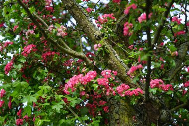 Crataegus laevigata 'Paul' s Scarlet 'mayıs ayında pembe-kırmızı çifte çiçeklerle açar. Crataegus laevigata (İngilizce: 
