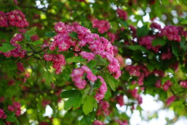 Crataegus laevigata 'Paul' s Scarlet 'mayıs ayında pembe-kırmızı çifte çiçeklerle açar. Crataegus laevigata (İngilizce: 