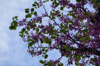 Cercis siliserum Mayıs ayında mor-pembe çiçekler üretir. Cercis silikastrum (ayrıca Judas ağacı olarak da bilinir), Fabaceae familyasından bir ağaç türü. Berlin, Almanya.