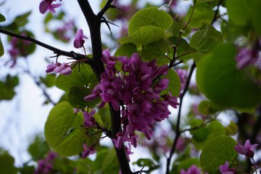 Cercis siliserum Mayıs ayında mor-pembe çiçekler üretir. Cercis silikastrum (ayrıca Judas ağacı olarak da bilinir), Fabaceae familyasından bir ağaç türü. Berlin, Almanya.
