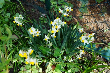 Narcissus tazetta 'Canaliculatus' çiçekleri Mayıs ayında bahçede açar. Narcissus tazetta 'Canaliculatus' un beyaz taç yaprakları ve altın sarısı bir iç Corolla 'sı vardır. Berlin, Almanya.