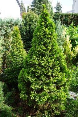Picea glauca 'Conica' Mayıs 'ta büyür. Picea glauca, Kuzey Amerika 'da ılıman ve boreal ormanlarda yaşayan bir ladin türüdür. Berlin, Almanya.