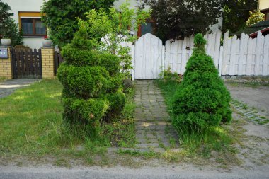 Topiary Thuja occidentalis ve Picea glauca 'Conica' Mayıs ayında büyür. Thuja bataklıkları (
