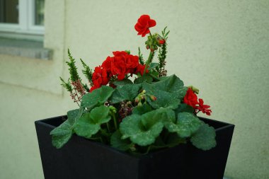 Calluna vulgaris ve Pelargonium hororum mayıs ayında siyah bir saksıda çiçek açar. Pelargonium hororum (ayrıca zonal sardunya ya ya da bahçe sardunyası olarak da bilinir), Pelargonium 'a ait bir madde değildir. Berlin, Almanya.
