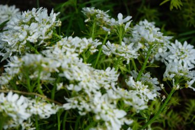 Iberis sempervirens çiçekleri Mayıs ayında bahçede beyaz çiçeklerle açar. İberis sempervirens, Brassicaceae familyasından bir bitki türüdür. Berlin, Almanya.