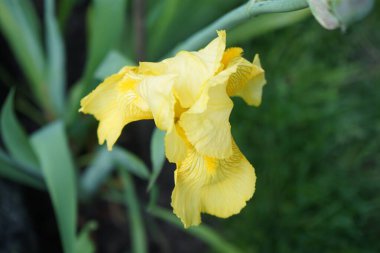 Iris x barbata-elatior 'Ola Kala' Mayıs ayında çiçek açan sarı çiçeklerle çiçek açar. Iris, Iridaceae familyasından bir bitki cinsidir. Berlin, Almanya.