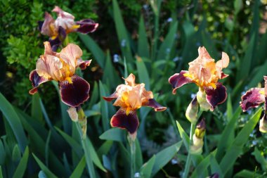Iris Barbata elatior 'Louvois' çiçekleri Mayıs ayında bahçede açar. Iris, Iridaceae familyasından bir bitki cinsidir. Berlin, Almanya.