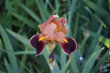 Iris barbata elatior 'Louvois' blooms in the garden in May. Iris is a genus of perennial rhizomatous plants in the Iridaceae family. Berlin, Germany.