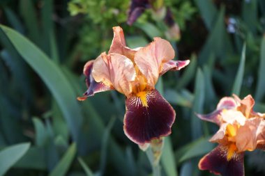 Iris Barbata elatior 'Louvois' çiçekleri Mayıs ayında bahçede açar. Iris, Iridaceae familyasından bir bitki cinsidir. Berlin, Almanya.
