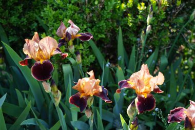 Iris Barbata elatior 'Louvois' çiçekleri Mayıs ayında bahçede açar. Iris, Iridaceae familyasından bir bitki cinsidir. Berlin, Almanya.
