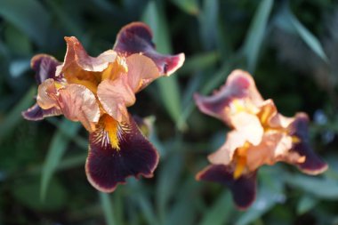 Iris Barbata elatior 'Louvois' çiçekleri Mayıs ayında bahçede açar. Iris, Iridaceae familyasından bir bitki cinsidir. Berlin, Almanya.