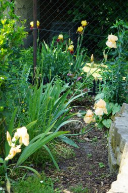Iris x germanica, Helleborus orientalis ve diğer çiçekler Mayıs ayında bir çiçeklikte yetişir. Iris, Iridaceae familyasından bir bitki cinsidir. Berlin, Almanya.