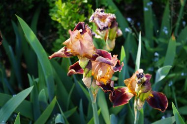 Iris Barbata elatior 'Louvois' çiçekleri Mayıs ayında bahçede açar. Iris, Iridaceae familyasından bir bitki cinsidir. Berlin, Almanya.