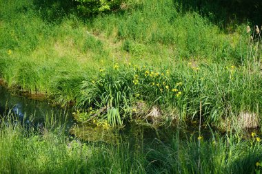 Iris psödacorus Mayıs ayında Wuhle Nehri 'nin suyunun yanında sarı çiçeklerle açar. Iris pseudacorus, İridaceae familyasından sarı bayrak, sarı iris veya su bayrağı olarak da bilinir. Berlin, Almanya.