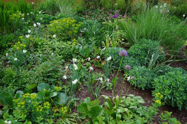 Narcissus Poeticus, Allium aflatunense, Geranium macrorrhizum ve diğer çiçekler Mayıs ayında Schloss Koepenick parkında çiçek açarlar. Narcissus Poeticus ya da pembemsi zambak, yetiştirilen ilk nergislerden biriydi. Berlin, Almanya.