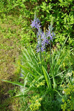Camassia cusickii, Mayıs ayında bahçede mor çiçeklerle çiçek açar. Cussick 'in pijamaları olan Camassia cusickii, Asparagaceae familyasından bir bitki türüdür. Berlin, Almanya.
