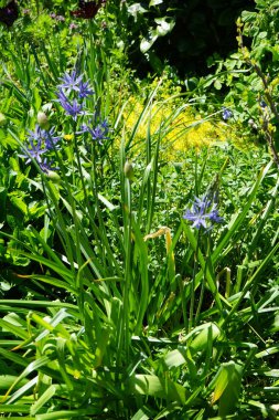 Camassia cusickii, Mayıs ayında bahçede mor çiçeklerle çiçek açar. Cussick 'in pijamaları olan Camassia cusickii, Asparagaceae familyasından bir bitki türüdür. Berlin, Almanya.