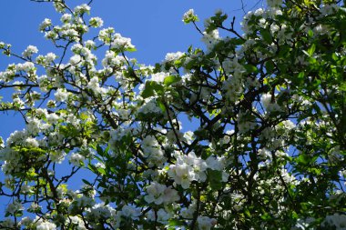 Evcil elma ağacı, Malus domestica, Mayıs ayında çiçek açar. Ekilmiş elma (