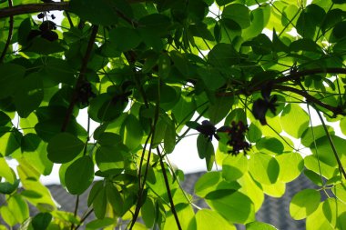 Akebia quinata mayıs ayında burgundy çiçekleriyle açar. Akebia quinata, beş yapraklı çikolata sarmaşığı veya beş yapraklı akebia, genellikle süs ve yenilebilir bitki olarak kullanılan bir çalılıktır. Berlin, Almanya.