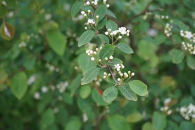 Cotoneaster multiflorus mayıs ayında beyaz çiçeklerle açar. Cotoneaster multiflorus, Cotoneaster multiflora, Flowering Cotoneaster, Sarjatuhkapensas gül familyasından bir çiçekçidir. Berlin, Almanya.