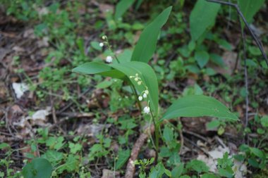 Convallaria majalis mayıs ayında beyaz çiçeklerle açar. Vadinin zambakları, Convallaria majalis tatlı kokulu, kolsuz, çan şeklinde beyaz çiçekleri olan bir ağaçlık bitkidir. Berlin, Almanya.