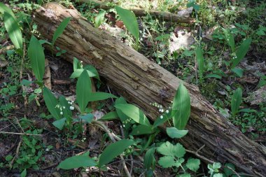 Convallaria majalis mayıs ayında beyaz çiçeklerle açar. Vadinin zambakları, Convallaria majalis tatlı kokulu, kolsuz, çan şeklinde beyaz çiçekleri olan bir ağaçlık bitkidir. Berlin, Almanya.