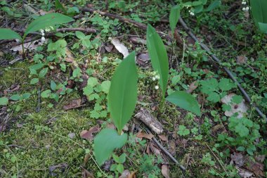 Convallaria majalis mayıs ayında beyaz çiçeklerle açar. Vadinin zambakları, Convallaria majalis tatlı kokulu, kolsuz, çan şeklinde beyaz çiçekleri olan bir ağaçlık bitkidir. Berlin, Almanya.