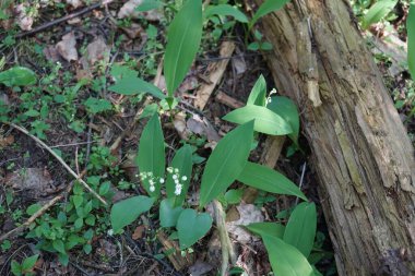 Convallaria majalis mayıs ayında beyaz çiçeklerle açar. Vadinin zambakları, Convallaria majalis tatlı kokulu, kolsuz, çan şeklinde beyaz çiçekleri olan bir ağaçlık bitkidir. Berlin, Almanya.