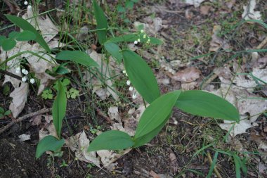 Convallaria majalis mayıs ayında beyaz çiçeklerle açar. Vadinin zambakları, Convallaria majalis tatlı kokulu, kolsuz, çan şeklinde beyaz çiçekleri olan bir ağaçlık bitkidir. Berlin, Almanya.