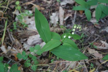 Convallaria majalis mayıs ayında beyaz çiçeklerle açar. Vadinin zambakları, Convallaria majalis tatlı kokulu, kolsuz, çan şeklinde beyaz çiçekleri olan bir ağaçlık bitkidir. Berlin, Almanya.