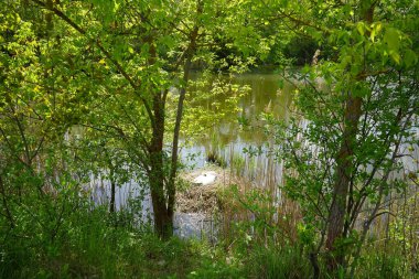 Dilsiz bir kuğu Mayıs ayında Wuhlebecken ya da Wuhlebecken Gölü 'nde Phragmites australis çalılıklarında bir yuvada oturur. Dilsiz kuğu (
