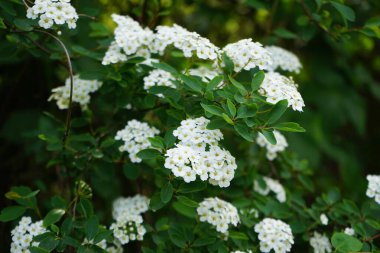 Spiraea vanhouttei blooms with white flowers in May. Spiraea, spirea, meadowsweets or steeplebushes, is a species of flowering plant in the rose family, Rosaceae. Berlin, Germany.