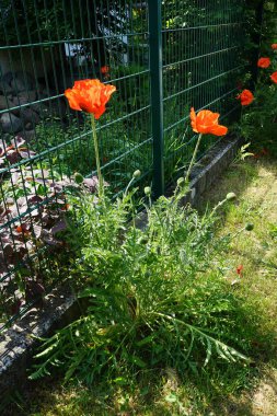 Papaver oryantasyon hikayesi 'parlak' Mayıs ayında büyük, açık kırmızı çiçeklerle çiçek açar. Papaver orientale, doğulu gelincik, uzun ömürlü bir çiçek bitkisidir. Berlin, Almanya.