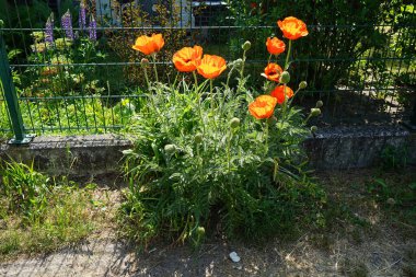 Papaver oryantasyon hikayesi 'parlak' Mayıs ayında büyük, açık kırmızı çiçeklerle çiçek açar. Papaver orientale, doğulu gelincik, uzun ömürlü bir çiçek bitkisidir. Berlin, Almanya.