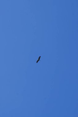 Gri balıkçıl, Ardea cinerea, mayıs ayında gökyüzünde uçar. Ardea cinerea balıkçılgiller (Ardeidae) familyasından yırtıcı bir kuş türü. Berlin, Almanya, Avrupa.