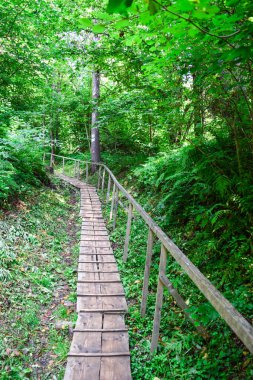 Tahta yol ve ormandaki köprü. Yaz günlerinde kayalar ve ağaçlar arasında eko izler. Ekoloji, eko-turizm, iş konsepti