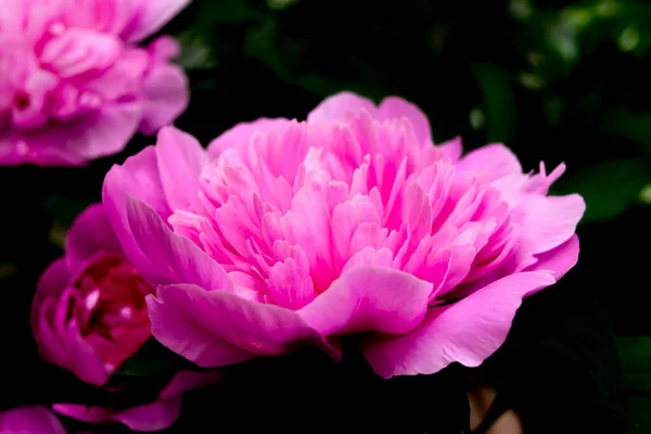 Schöne Rosa Pfingstrose Blume Auf Dunkelgrünem Hintergrund Karte Aus Nächster — Stockfoto
