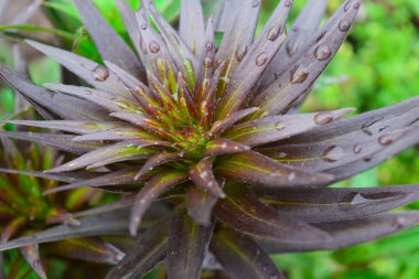 Bahar bahçesinde çiy damlaları olan Lily. Bordo sulu yapraklar. Lily ve yağmur damlaları yaprakların üzerinde. Doğadaki saflık kavramı.