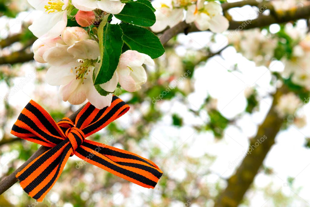 St. George ribbon a great victory symbol. A bow of st george ribbon on a branch of a flowering apple tree. Spring holiday.