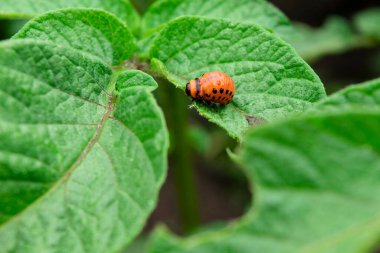 Colorado böceği patates yaprağı yiyor. Patates böceği ve kırmızı larva yiyen bitkiler..