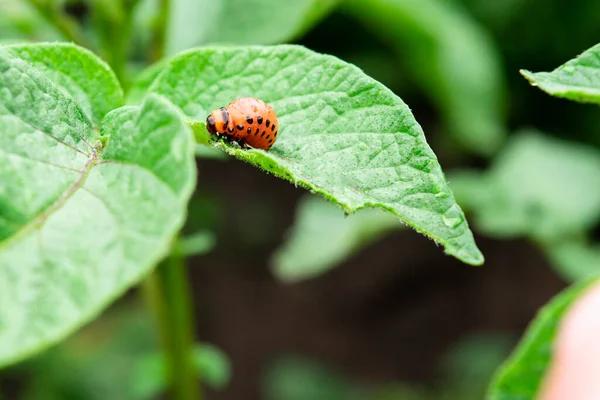 Colorado böceği patates yaprağı yiyor. Patates böceği ve kırmızı larva yiyen bitkiler..
