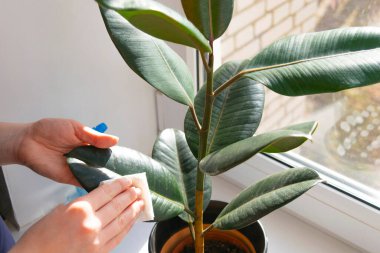 Kadın Ficus 'un yeşil yapraklarındaki tozu siliyor. Ev bitkilerinin bakımı. Evde bahçe işleri..