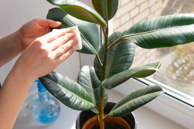 Kadın Ficus 'un yeşil yapraklarındaki tozu siliyor. Ev bitkilerinin bakımı. Evde bahçe işleri..