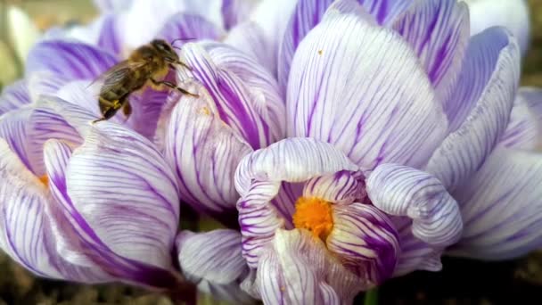 Pszczoła czołgająca się na wiosennym purpurowym krokus — Wideo stockowe