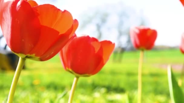 Czerwone tulipany kołyszące się na wietrze na zielonym i niebieskim tle. — Wideo stockowe