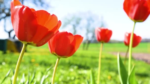 Tulipanes rojos balanceándose en el viento sobre un fondo verde y azul. — Vídeo de stock