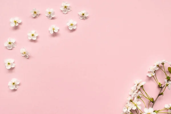 Вишнева гілка з білими квітучими квітами і зеленими листками на рожевому тлі. — стокове фото